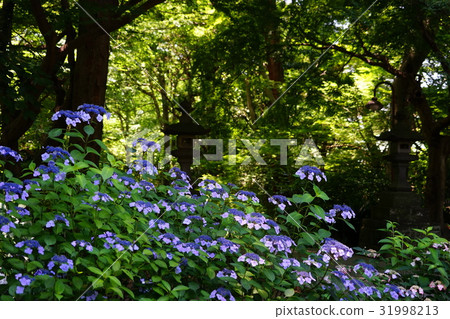 六月鎌倉421繡球花在Myojyoji 六月鎌倉421繡球花在Myojyoji 31998213