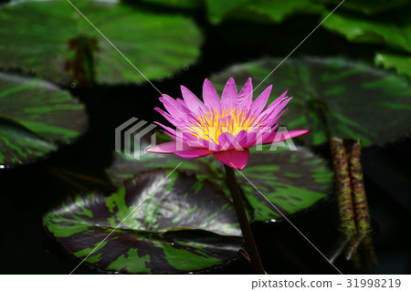 六月花熱帶水睡蓮157金代植物園 31998219