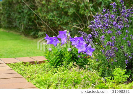 六月花茴香和薰衣草01金代植物園 照片素材 圖片 圖庫