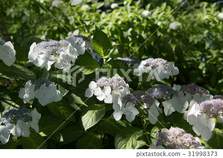 A pure white hydrange shining in the sunny sunshine of the rainy season, White Wave A pure white hydrange shining in the sunny sunshine of the rainy season, White Wave 31998373