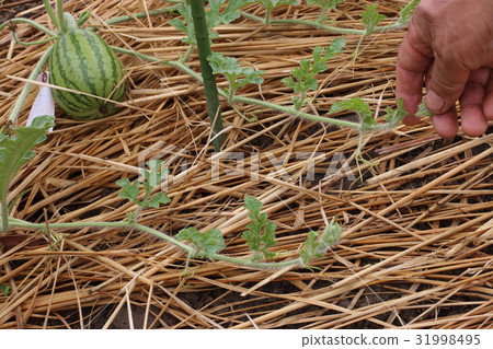 Watermelon field June, middle Watermelon field June, middle 31998495