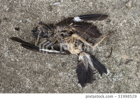 Dead bird on floor 31998529