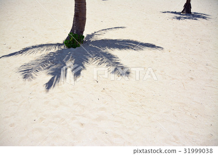 Palm tree Palm tree 31999038
