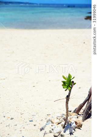 Palm tree Palm tree 31999046