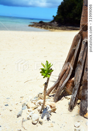 Palm tree Palm tree 31999066