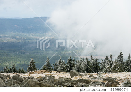 Landscape with trees in the Harz area, Germany Landscape with trees in the Harz area, Germany 31999074