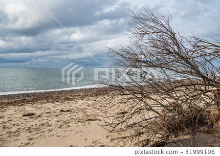 Overthrown tree on shore of the Baltic Sea 31999108