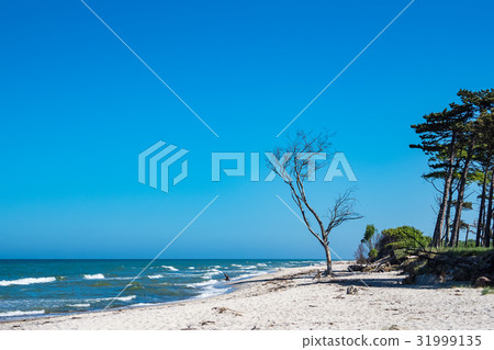 Trees on shore of the Baltic Sea Trees on shore of the Baltic Sea 31999135