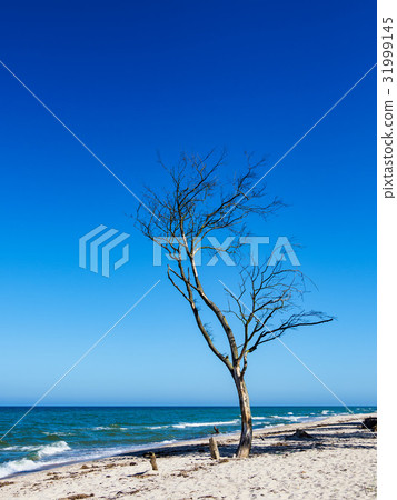 Tree on shore of the Baltic Sea Tree on shore of the Baltic Sea 31999145