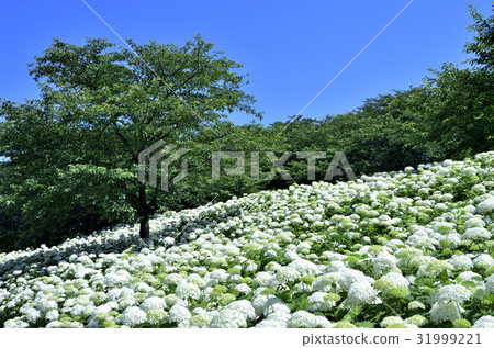 Hidemoto Tsutsumi hydrangea 31999221