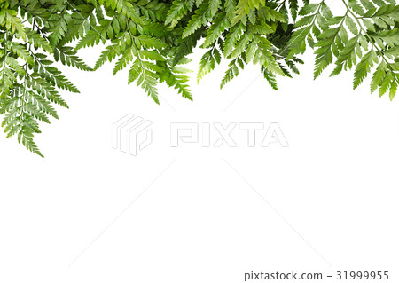 green leaves for frame on white background 31999955