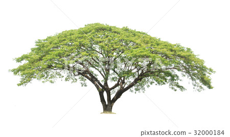 Tree isolated on white background Tree isolated on white background 32000184