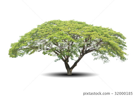 Tree isolated on white background Tree isolated on white background 32000185