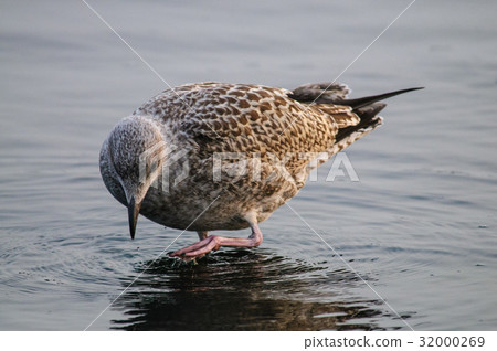 Redshank on the Beach in Westkapelle 32000269