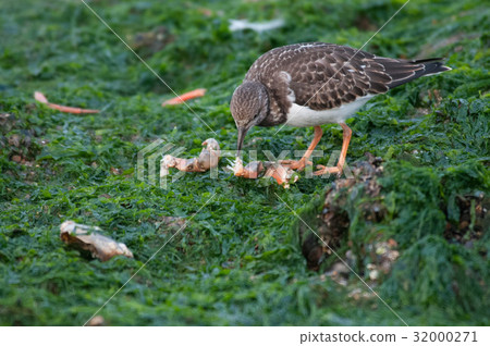 Redshank on the Beach in Westkapelle Redshank on the Beach in Westkapelle 32000271