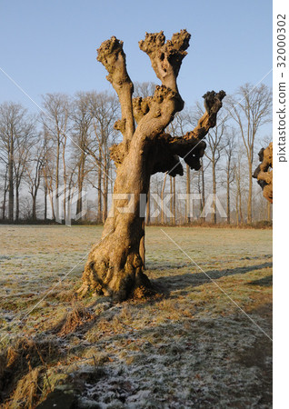 Dutch Winter Landscap 32000302