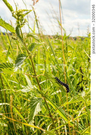 Black caterpillar eats green nettle Black caterpillar eats green nettle 32000346