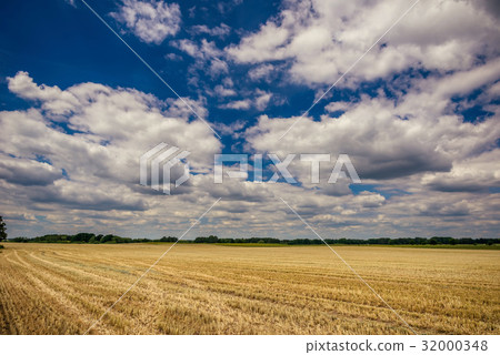 Cloudy blue sky over the field with harvested corn Cloudy blue sky over the field with harvested corn 32000348