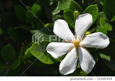 Gardenia flower　 32000484