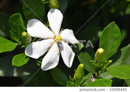 Gardenia flower　 32000485