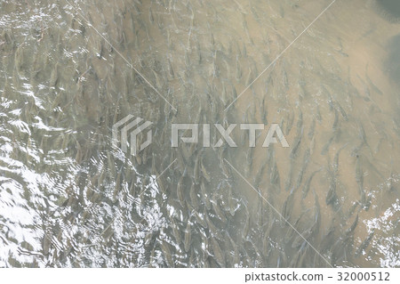 Underwater image of fish in the water Underwater image of fish in the water 32000512