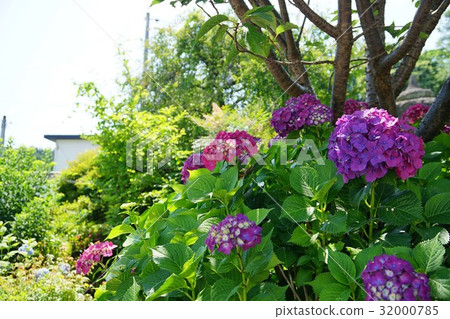 hydrangea hydrangea 32000785