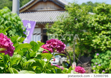Kanonji繡球花 Kanonji繡球花 32000786