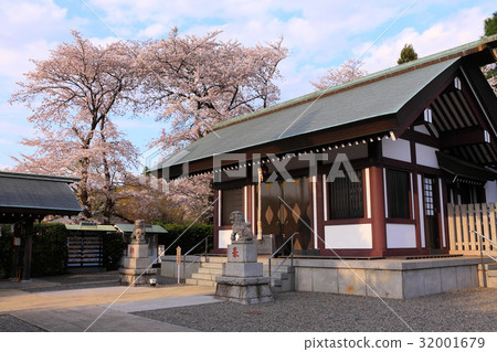 Yoshino cherry tree in full bloom seen from the precincts Yoshino cherry tree in full bloom seen from the precincts 32001679