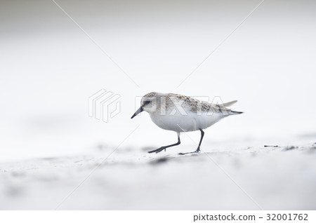 沿著海濱散步 32001762