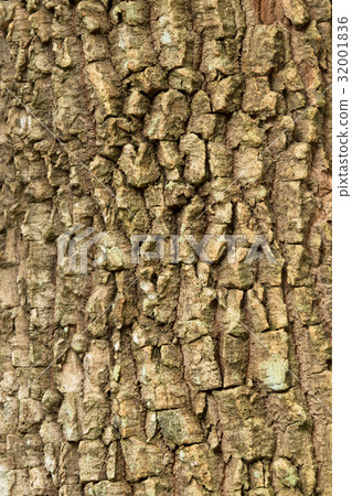 Bark surface 32001836