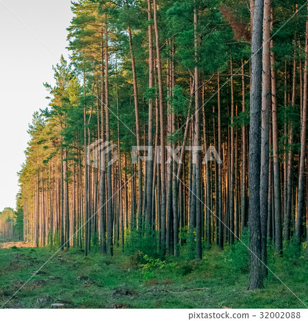 Pine forest with felled tree stumps Pine forest with felled tree stumps 32002088