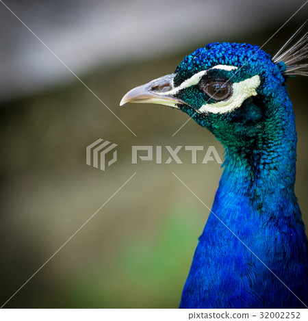 Peacock portrait close up Peacock portrait close up 32002252