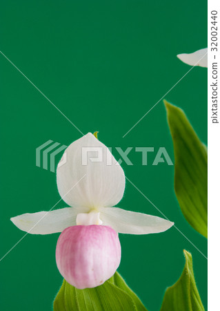 White with white background and pink saw 32002440