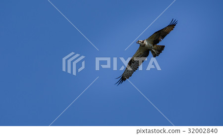 Osprey (Pandion haliaetus) flying 32002840
