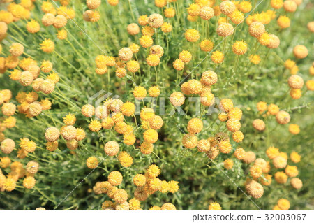 菊花Santorinas花 32003067