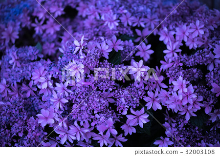 hydrangea   32003108