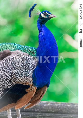 Peacock bird portrait Peacock bird portrait 32003124