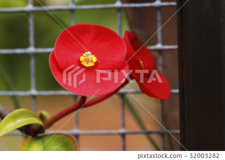 哈納基林花 哈納基林花 32003282