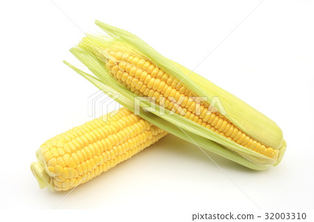 玉米 32003310
