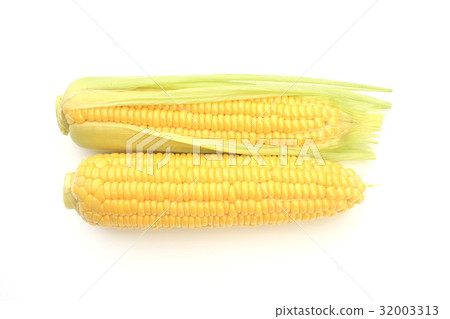 玉米 32003313