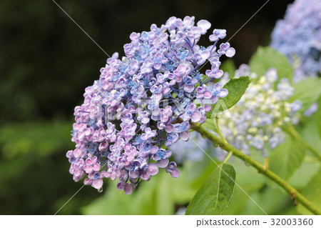 Uzujixai紫色 Uzujixai紫色 32003360