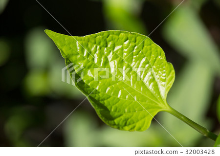 Green leaf of WildbetalLeafbush tree 32003428