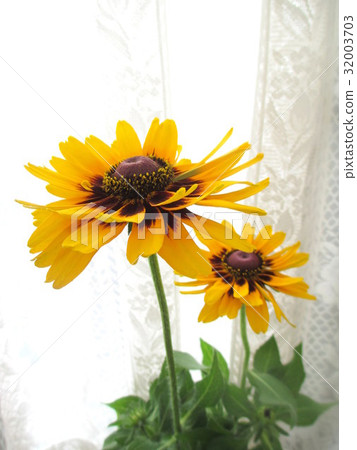 Luminowkia of vitamin color decorated on the window side 32003703