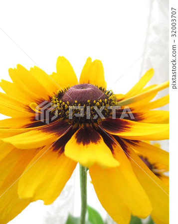 金光菊花 32003707