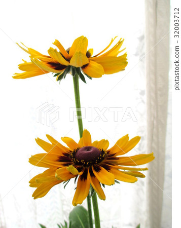 在窗口邊裝飾的維生素顏色Luminowkia 32003712