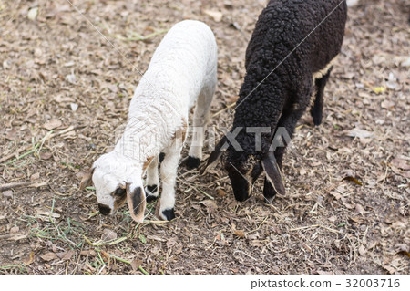 two sheep has one black and one white two sheep has one black and one white 32003716