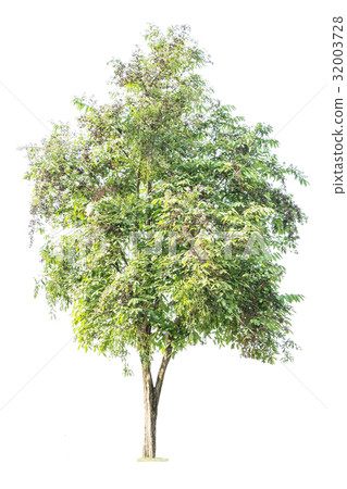 Trees isolated on white background 32003728