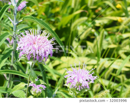 Purple flower 32003996