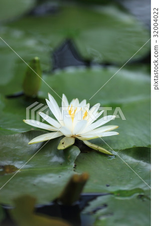 Water lily 32004022