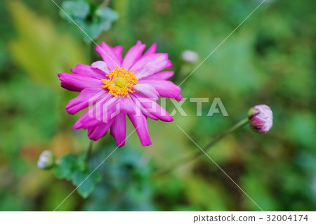 Pink Shumayigiku Pink Shumayigiku 32004174